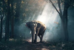 elefant i en skov lysning